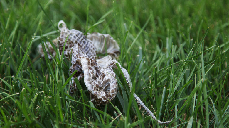 molted snakeskin in grass