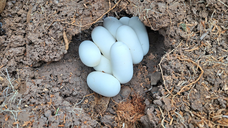 snake eggs in a hole