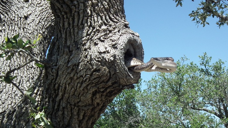 snakes in tree hole