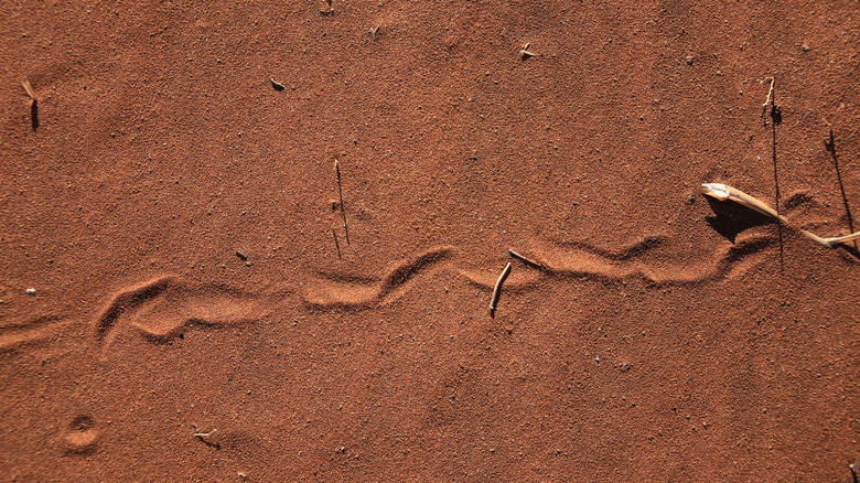 snake track on red sand