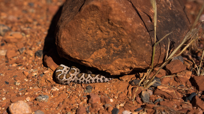 rattlesnake under rock