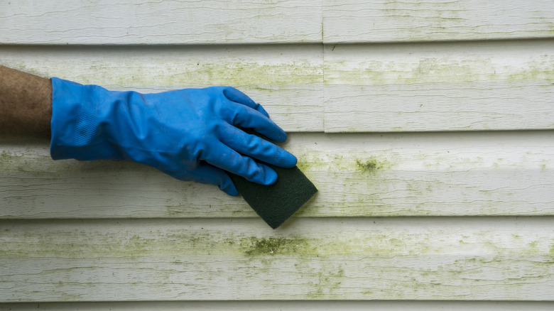 Scrubbing algae off the side of a house