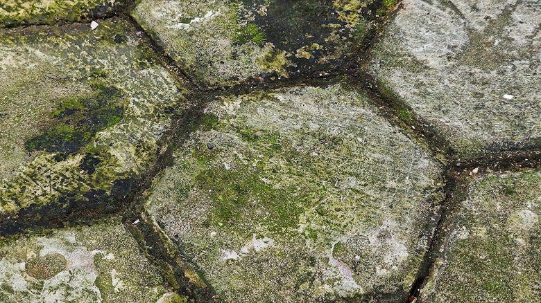 Algae covered walkway