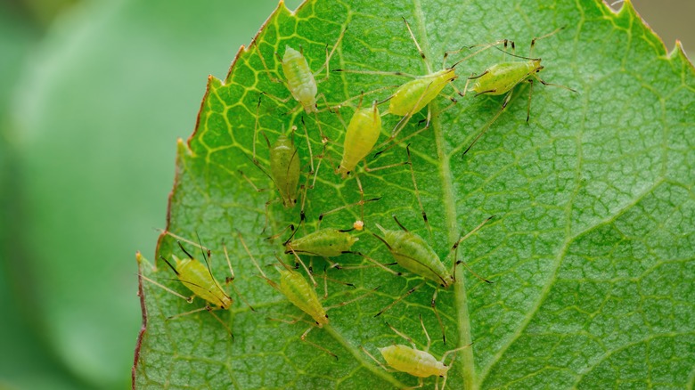 aphids on a leaf