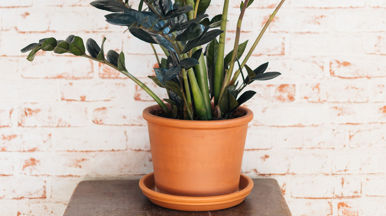 planter pot with saucer