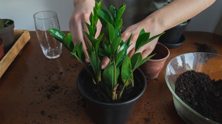 repotting zz plant