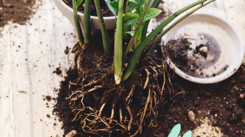 repotting a ZZ plant