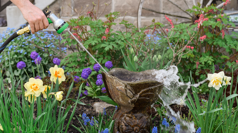 woman cleans bird bath