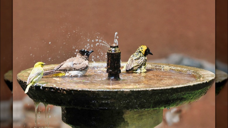 Birds enjoy bird bath