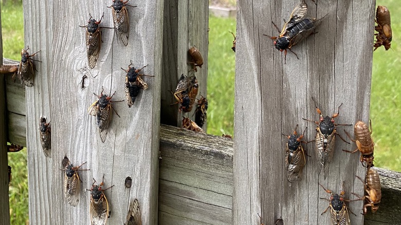 Cicadas on wooden fence