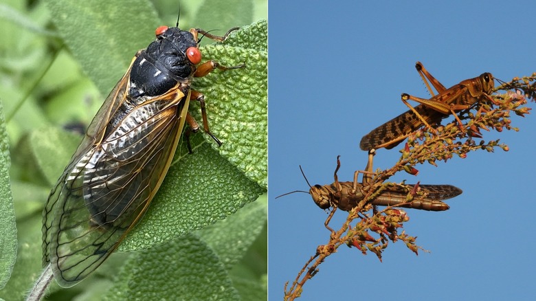 Cicada and two locusts comparison