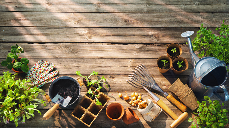 A variety of gardening tools