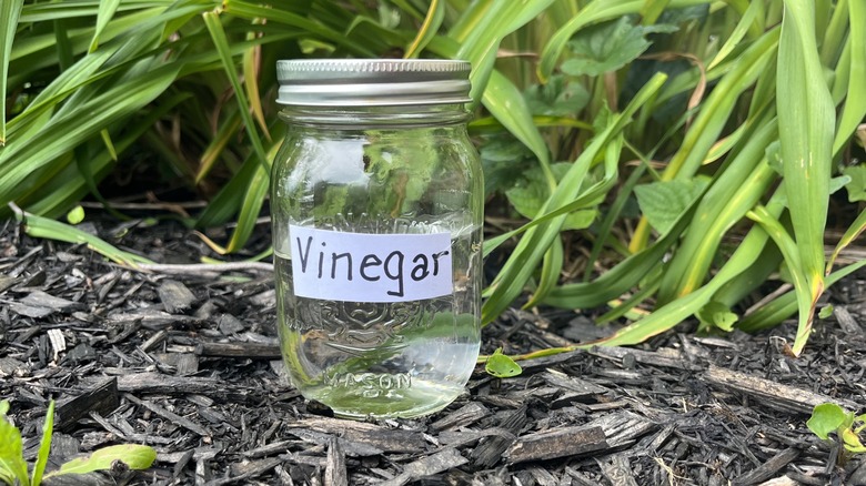 Labeled vinegar jar in mulch