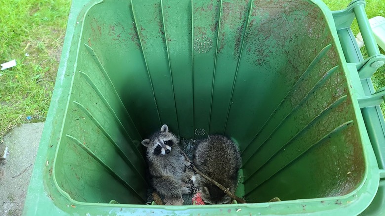 Raccoons in a green bin