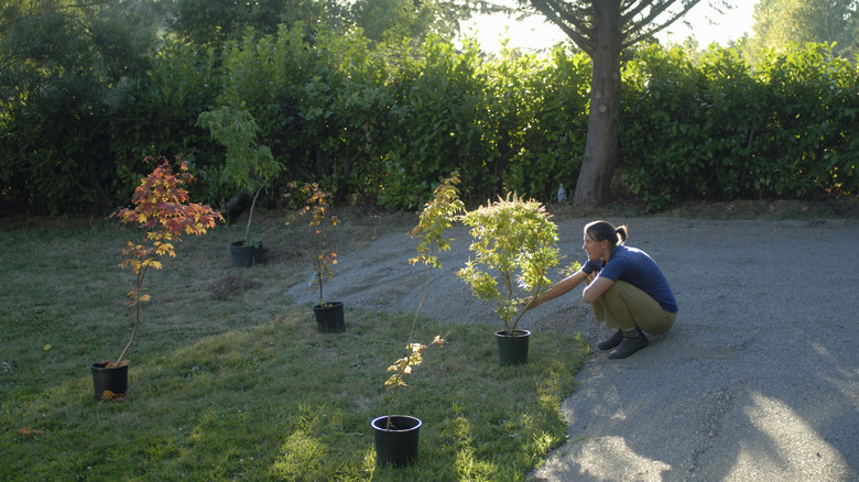 A gardener arranges potted trees in backyard.