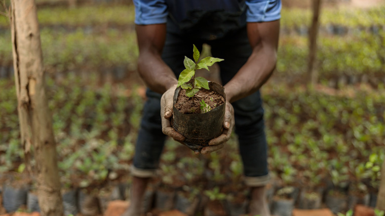 A farmer holds up a potted tree seedling.