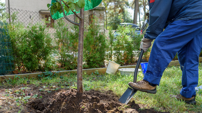 A gardener finishes planting a tree in his yard.