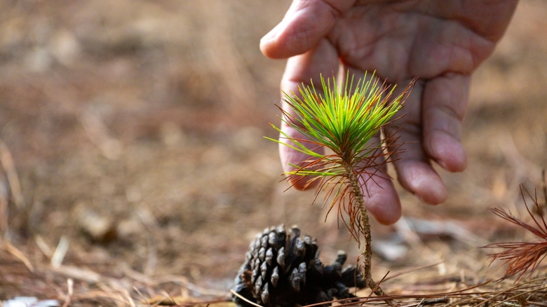 A person's hand cradles a small conifer seedling in the ground.