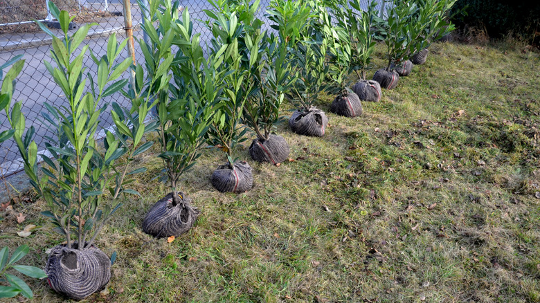 A row of burlap-wrapped tree seedlings are ready to plant.