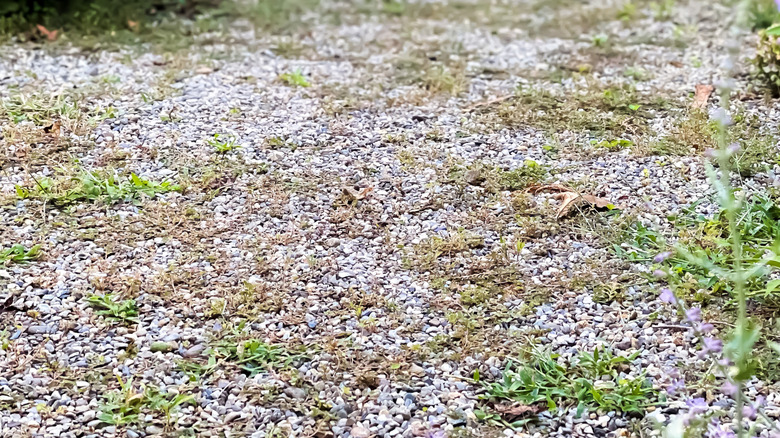 Weeds growing up through a gravel patio