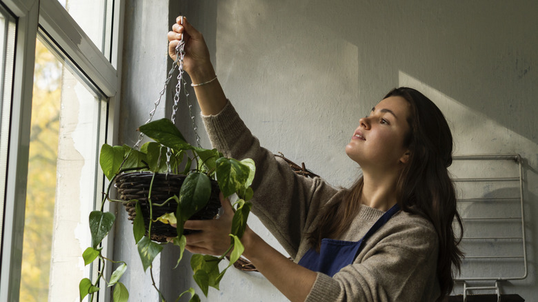 Woman reaches upward to hang an indoor planter basket