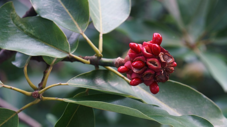 sweetbay magnolia red seeds