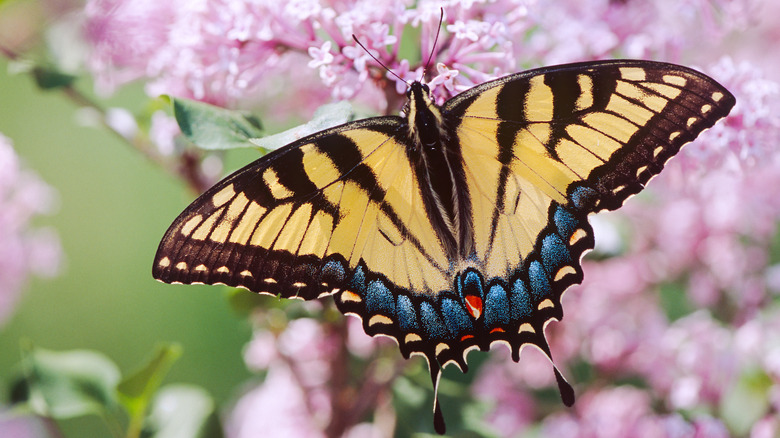 eastern swallowtail butterfly on flowers