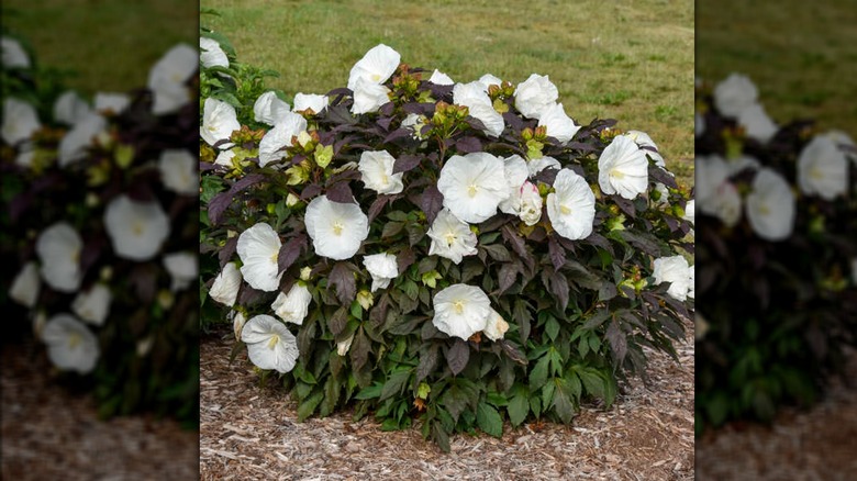 Cookies and Cream rose mallow 