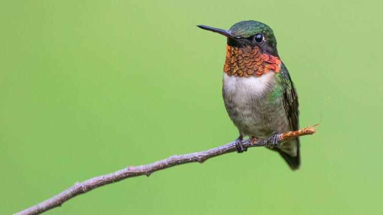 Hummingbird on branch