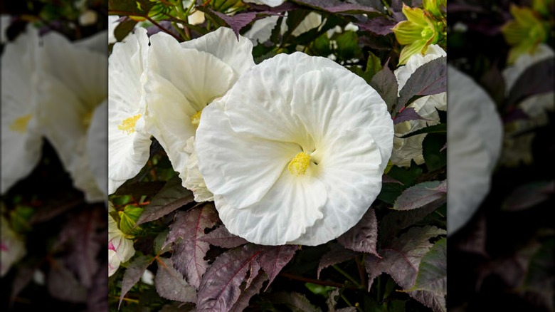 Cookies and Cream rose mallow 