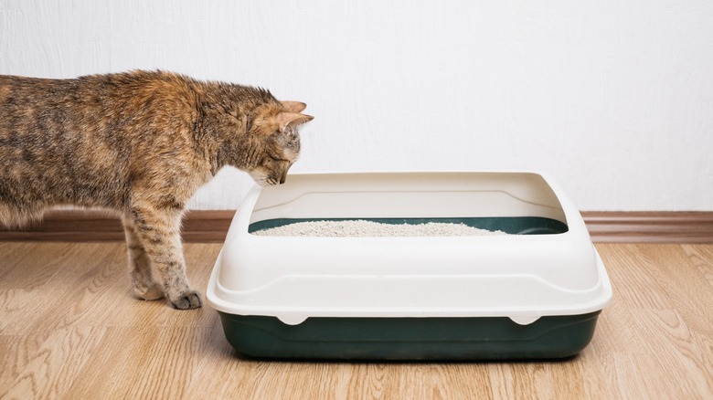 Cat smelling litter box