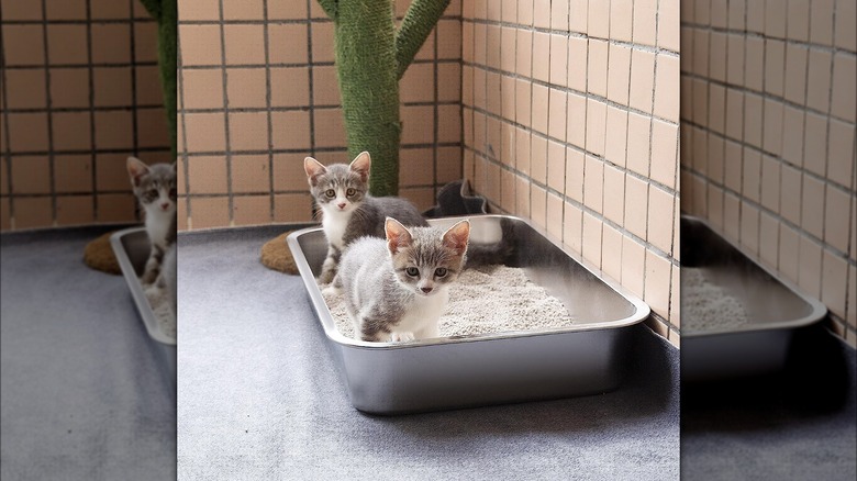 Cats using stainless litter box