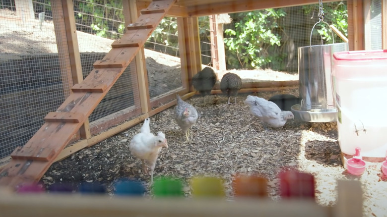 backyard chicken coop area