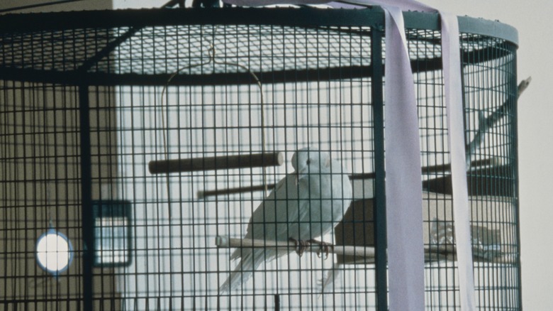 One Of Prince's Doves At Paisley Park 