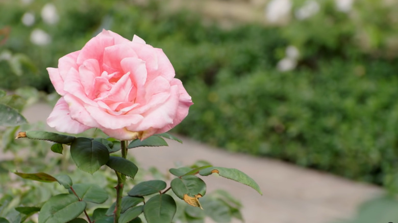 pink rose in garden