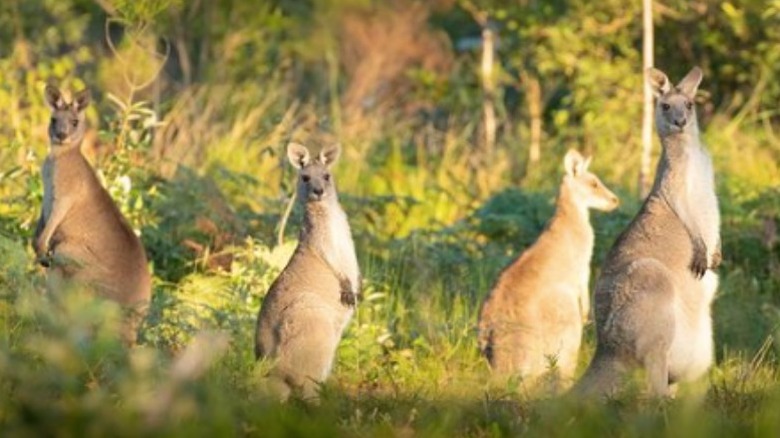 Kangaroos in the bush