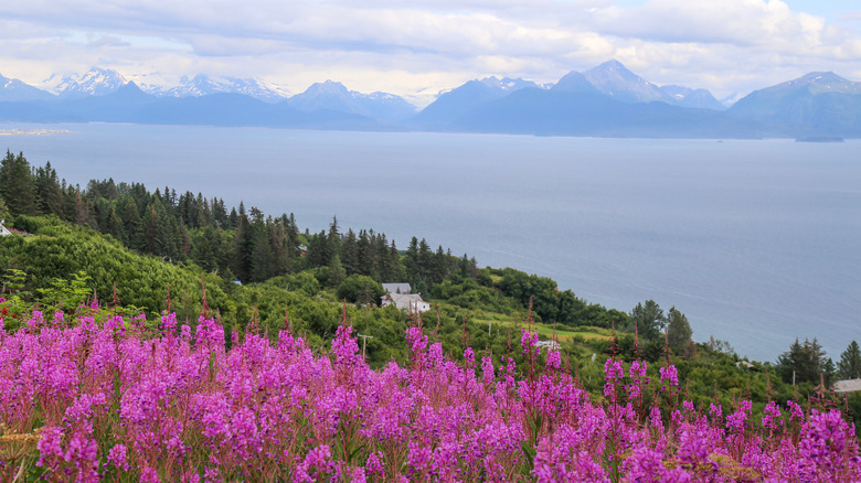 Homer, Alaska