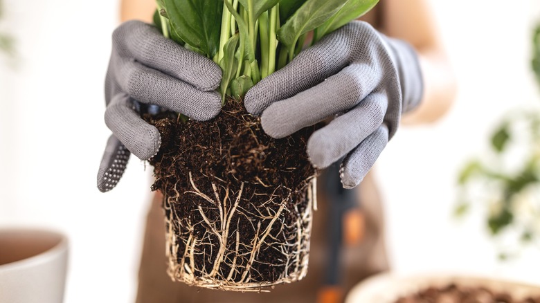 Exposed roots on peace lily