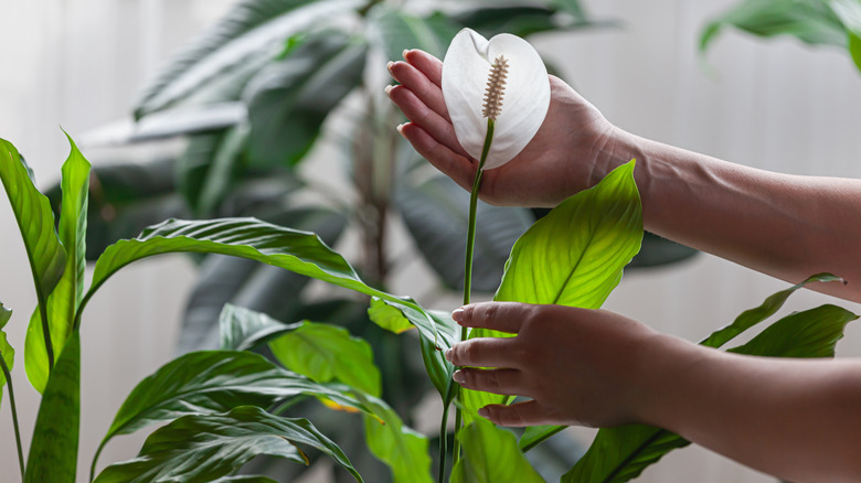 Person holding peace lily plant