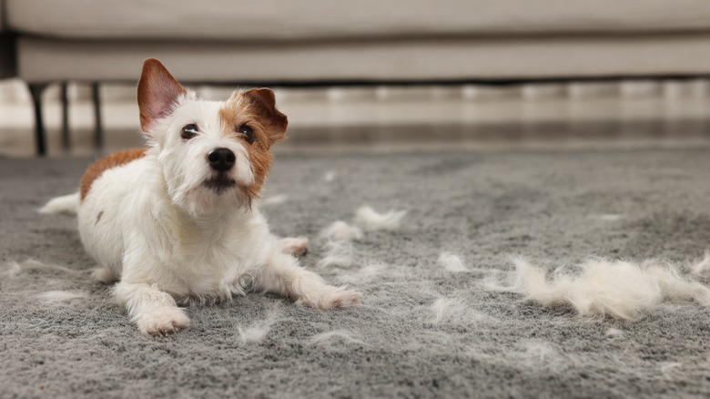 Dog on hairy carpet