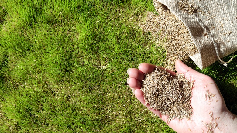 seeding a lawn