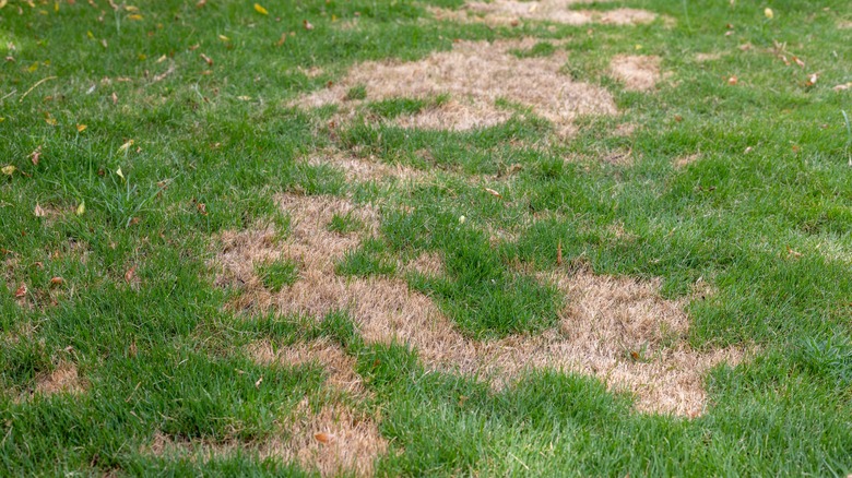 Brown and green patchy lawn