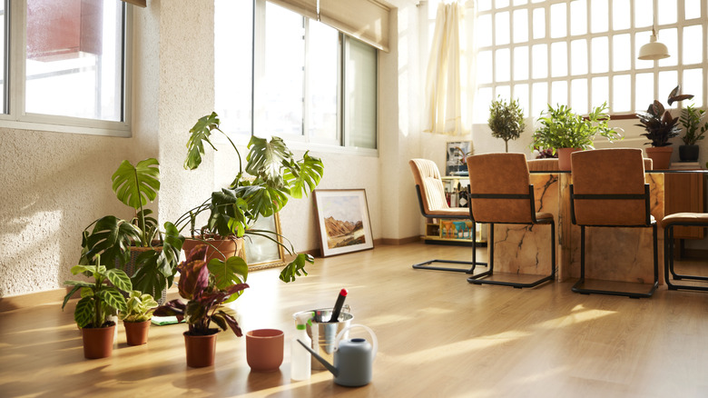 Plants on dining room floor