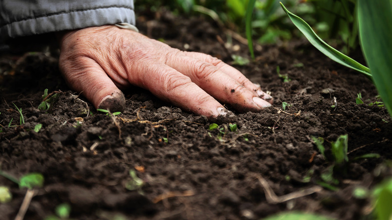 small weeds in soil