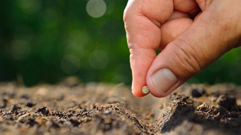 person planting seeds