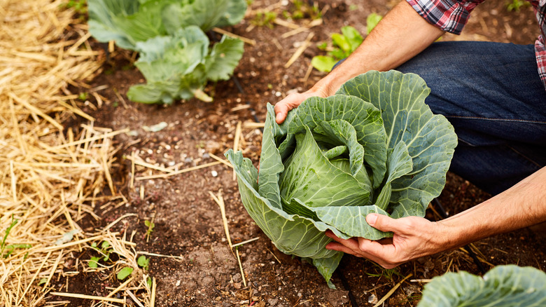 cabbage in garden