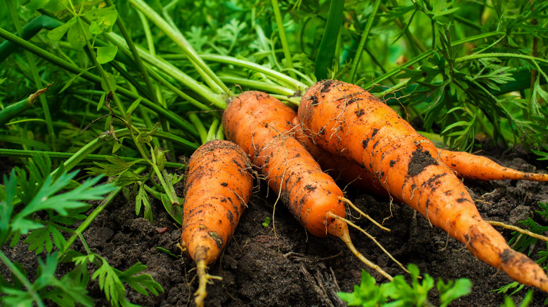 carrots in garden