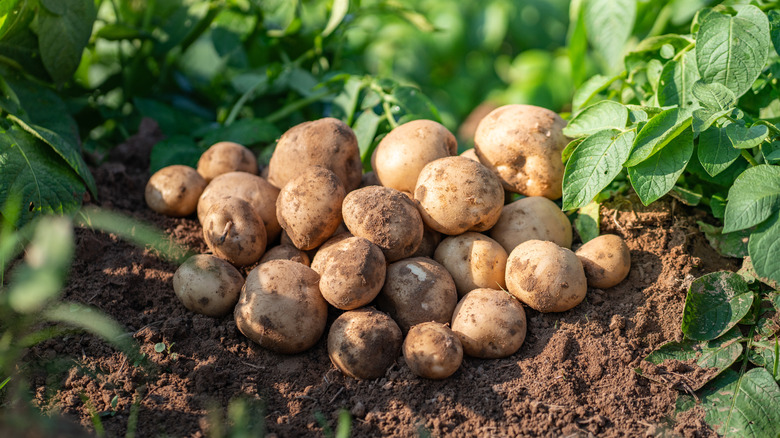 potatoes in garden