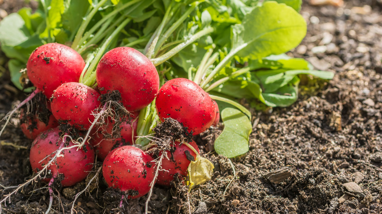 radishes