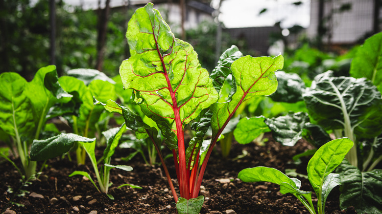 Swiss chard in garden